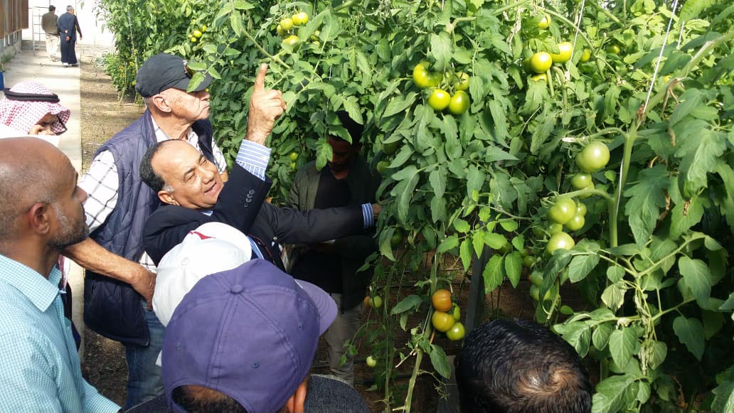 انتاج الخضروات والفواكه الكويت